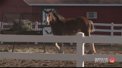 Meet The Budweiser Clydesdale From The Popular Puppy Commercial