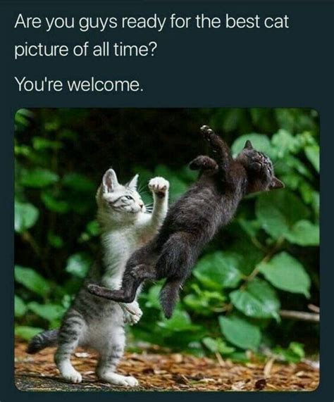 Pin By Jolandi Labuschagne On Cute Animals Funny Animal Memes Cat