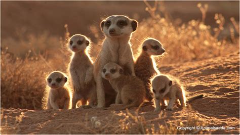 Free Photo Wild Meerkat Animal Jungle Meer Free Download Jooinn