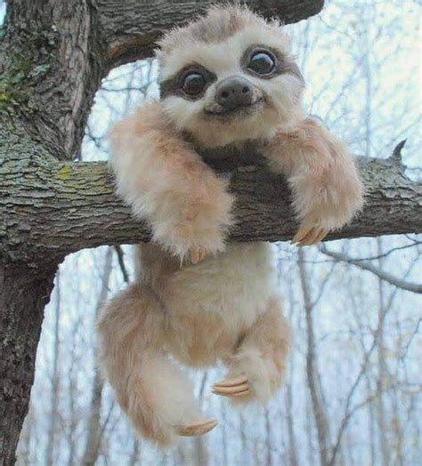 Sign In Cute Baby Sloths Baby Animals Funny Cute Animals