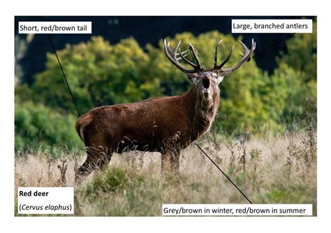 Species Sika Deer The Mammal Society