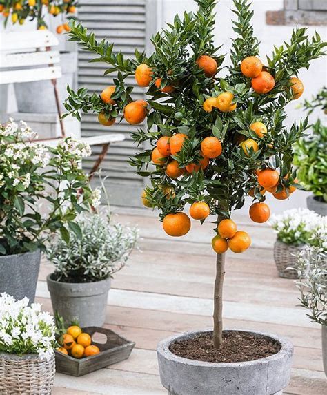 How To Grow An Orange Tree In A Container Potted Fruit Trees Citrus