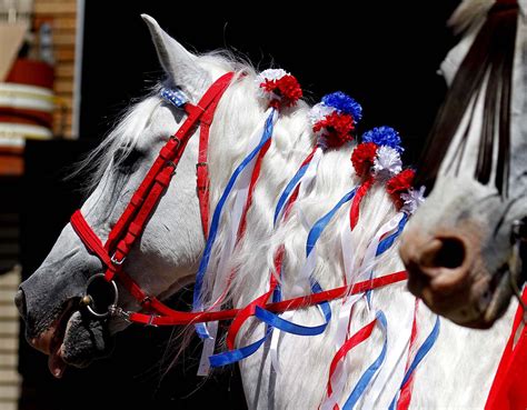 Red White And Blue Decorated Horses March In The 4th Of July Parade In