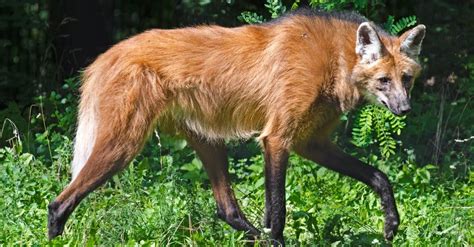 10 Incredible Maned Wolf Facts Wikipedia Point