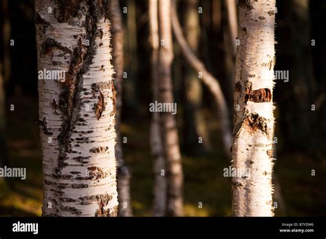 Silver Birch Tree Trunk Detail Rothiemurchus Scotland Stock Photo Alamy