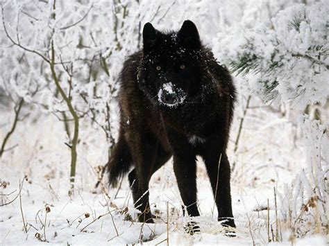 Black Is Beautiful 27 Stunning Animals With Melanism Black Animals
