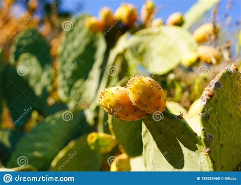 Cactus Del Higo Chumbo Con La Fruta Foto De Archivo Imagen De Cubo