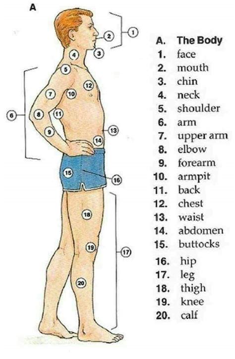 Body parts pictures for classroom and therapy. Human Body Vocabulary | English Lessons