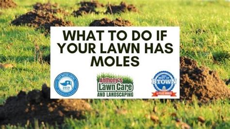 Moles And Voles In Your Lawn Anthonys Lawn Care And Landscaping