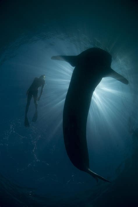 I 10 posti migliori per nuotare e immergersi con gli squali balena