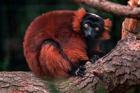 Red Ruffed Lemur The Maryland Zoo