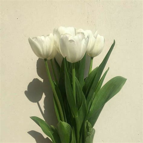 𝓉𝒽𝒾𝓇𝓈𝓉𝓎𝓀𝑜𝑜𝓀𝒾𝑒 ♕ Flower Aesthetic Tulip Seeds Tulips Flowers