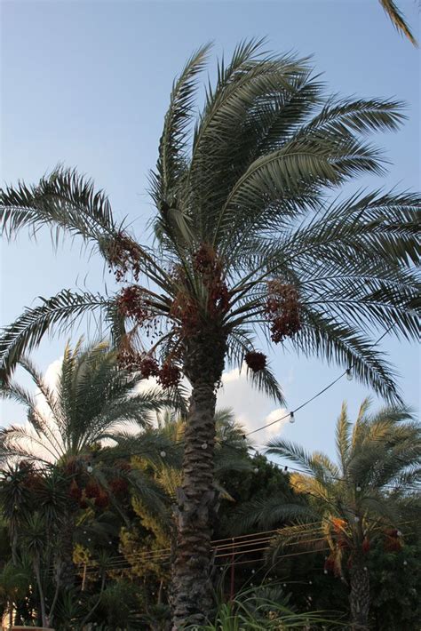Date Palm Dates Tree Palm Plant Date Palm
