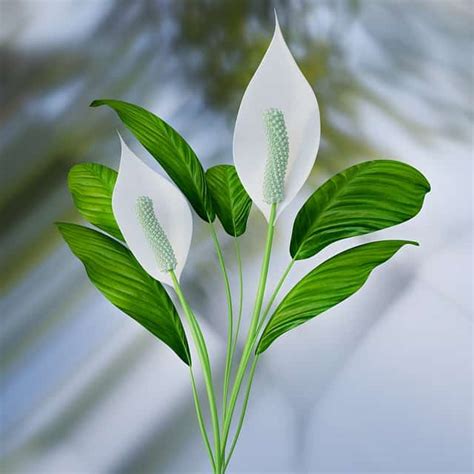 Peace Lily Meaning Symbolismspiritual Benefits Feng Shui