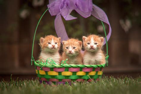 Just A Basket Of Kittens For Easter Raww