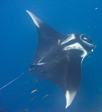 Manta ray versus stingray manta rays are related to stingrays. Manta Ray Stingray