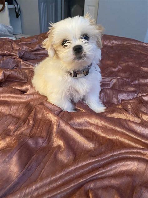 We also advertise stud dog services and other puppy for sale related items. Shih Tzu/ Pomeranian/ Poodle Puppy - Petclassifieds.com