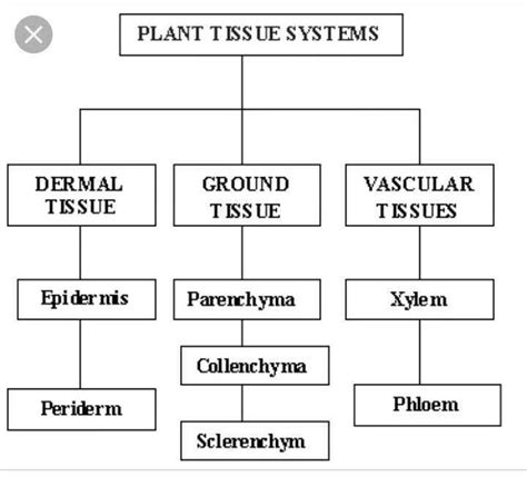 Describe The Different Types Of Tissue Found In Plant