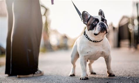 French Bulldog Breed Characteristics Care And Photos Bechewy