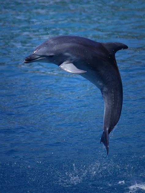 Video ini hanya hiburan semata. BIOKELL BLOG: Mengenal Kelas Dari Subfilum Vertebrata