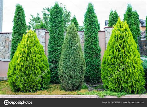 Pmages Evergreen Trees For Landscaping Decorative Evergreen Trees