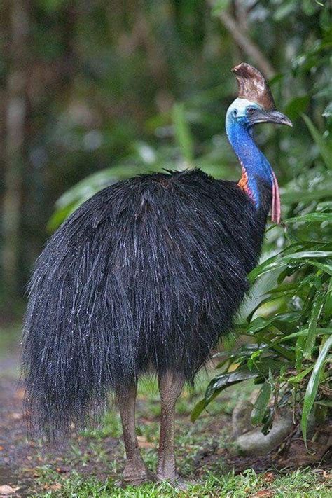 Cassowary Very Large Flightless Bird With The Lowest Known Frequency