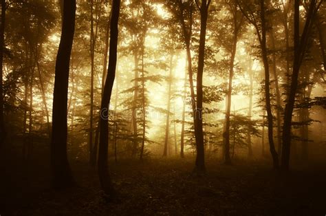 Sunrise In A Mysterious Enchanted Forest With Fog Stock Photo Image