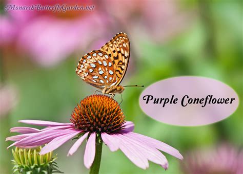 Check spelling or type a new query. Butterfly Plants List- Butterfly Flowers and Host Plant Ideas