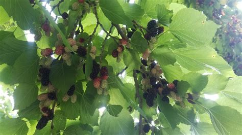Mulberry: the king of tree fruits (for pigs) - General Fruit Growing ...