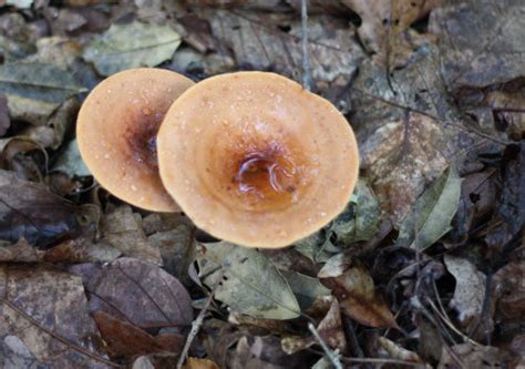 Foraging For Edible Mushrooms In Richmond Virginia 17 Apart