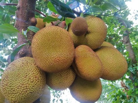 Jackfruit Is The National Fruit Of Bangladesh Lover Stock Photo Image