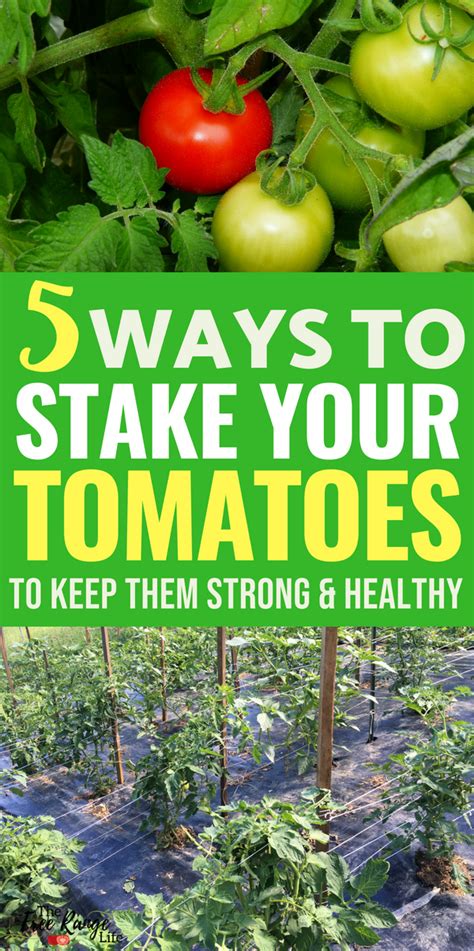 The 5 Best Ways To Stake Your Tomatoes Winter Vegetables Gardening