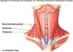 1111 posterior and side views of the neck deep posterior.png 997 × 698; AP 10 Muscles Part 2 - Axial Skeleton Flashcards | Quizlet