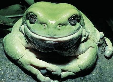 Australian Green Tree Frog The Dumpy Calm Frog Animal Pictures And