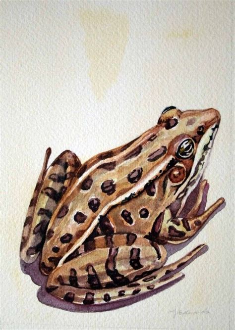 Frog Watercolor 3 Original Watercolour Nightly Study Jan Etsy