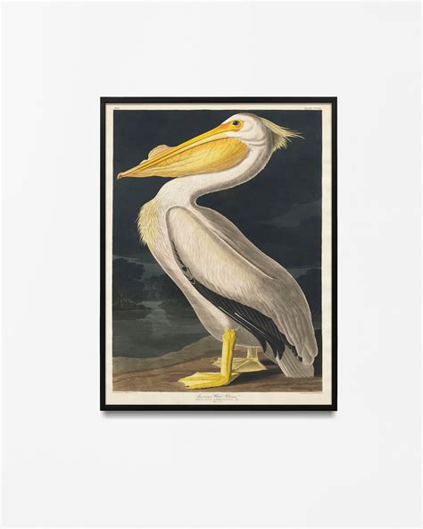 Vintage Audubon American Pelican Bird Print Art Print Poster Etsy