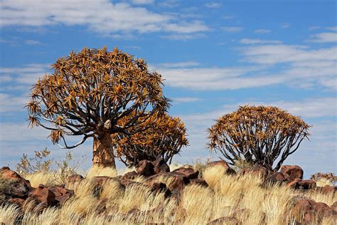 Quiver Tree Forest Namibia Photograph By Jlr Fine Art America