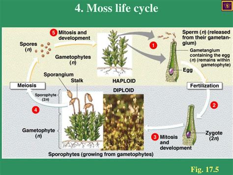 Ppt Alternation Of Generations In Mosses And Ferns Powerpoint