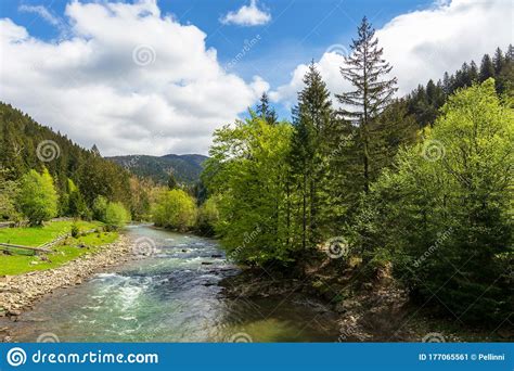 Mountain River Among The Forest In Spring Stock Image Image Of