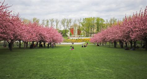 Photos Cherry Blossoms Are Really Popping At Brooklyn Botanic Garden