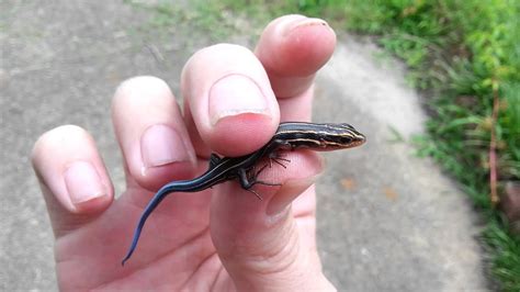 Catch Of The Day Blue Tailed Skink Lizard Reptile July 2015 Freeze Youtube
