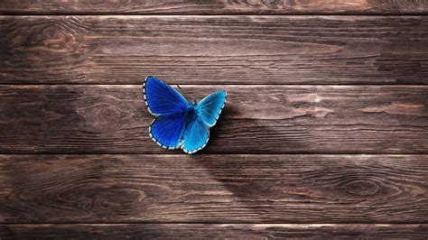Blue Wallpaper With Butterflies