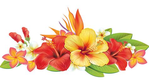 Hawaiian Flowers Clip Art Borders Best Flower Site