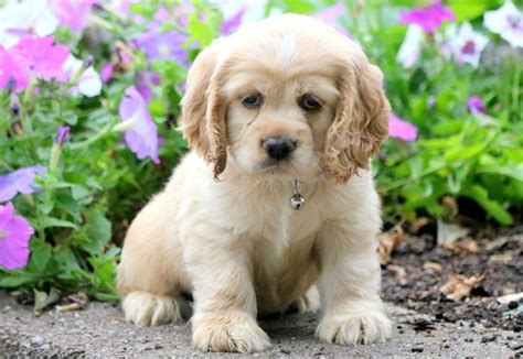 Although not yet associated with the akc, this breed is well loved as a hunting dog. English Cocker Spaniel Puppies For Sale In Ohio