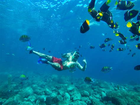 Snorkeling In Mazatlan A Marine Life Wonderland Desertdivers