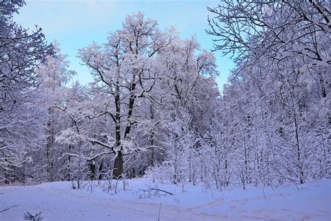 Winter Wonderland Wood Free Photo On Pixabay Pixabay