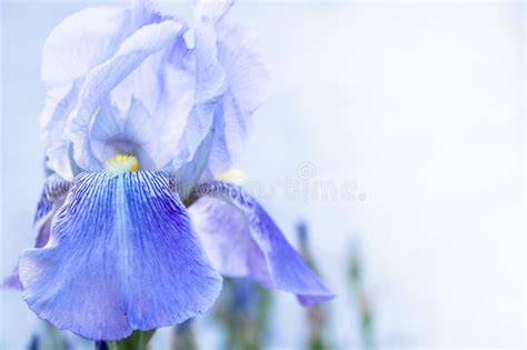 Blue Iris Flowers Close Up On A Green Garden Background Iris Flowers