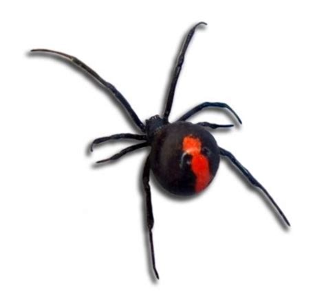 The Worlds Most Deadly Poisonous And Venomous Spiders List Hubpages