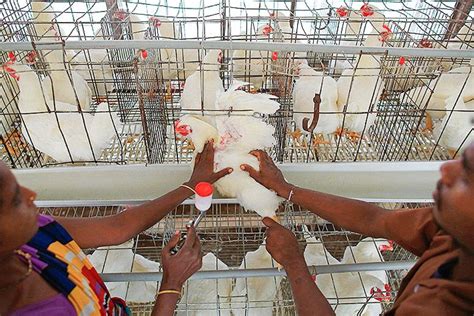 Kampalans Beware Kfc Using Chicken Treated With Antibiotics Eagle Online