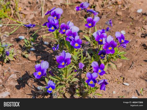 Garden Flowers Violets Image And Photo Free Trial Bigstock